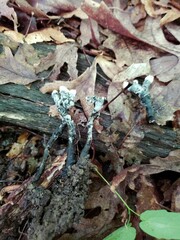Xylaria cornu-damae