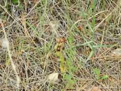 Ophrys speculum