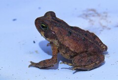 Rhinella crucifer