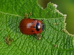 Gonioctena viminalis