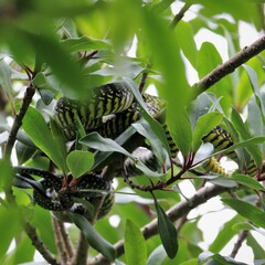 Dispholidus typus typus