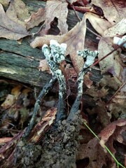 Xylaria cornu-damae