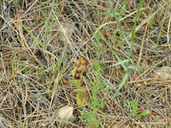 Ophrys speculum