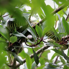 Dispholidus typus typus