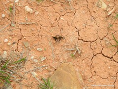 Bombylius fimbriatus