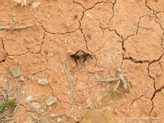 Bombylius fimbriatus
