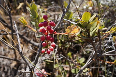 Agarista buxifolia image