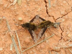 Bombylius fimbriatus