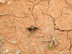 Bombylius fimbriatus
