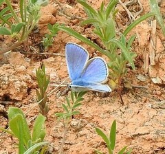 Polyommatus thersites