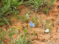 Polyommatus thersites