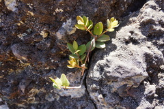 Image of Agarista buxifolia
