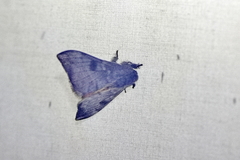 Saturniidae