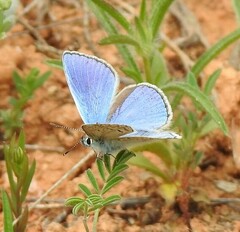 Polyommatus thersites