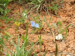 Polyommatus thersites