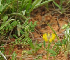 Hippocrepis scabra