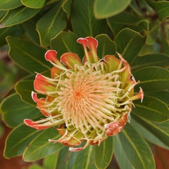 Protea roupelliae roupelliae