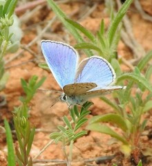 Polyommatus thersites