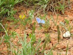 Polyommatus thersites
