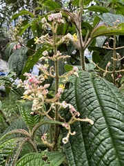 Miconia subseriata
