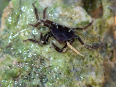 Trigonoplax unguiformis