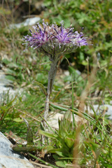 Saussurea alpina
