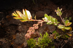 Agarista buxifolia