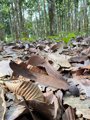 Dipterocarpus retusus