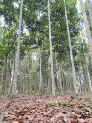 Dipterocarpus retusus