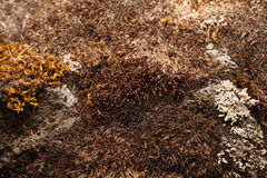 Andreaea
