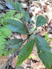 Dipterocarpus retusus