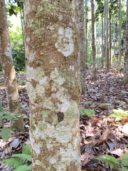 Dipterocarpus retusus
