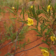 Chamaecrista mimosoides
