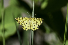 Pseudopanthera macularia