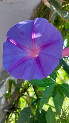 Ipomoea indica