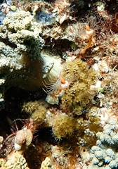 Tubulariidae