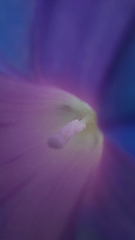 Ipomoea indica