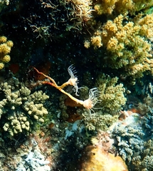Tubulariidae