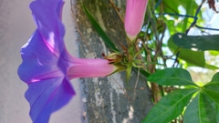 Ipomoea indica