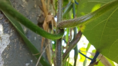 Ipomoea indica