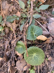 Umbilicus intermedius