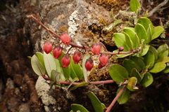 Agarista buxifolia image