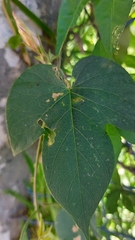 Ipomoea indica