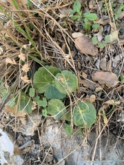 Umbilicus intermedius