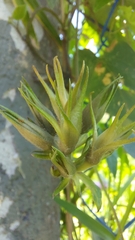 Ipomoea indica