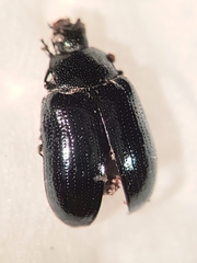 Phratora