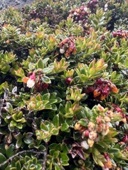 Ericaceae