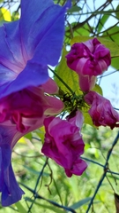 Ipomoea indica