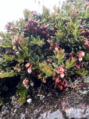Ericaceae