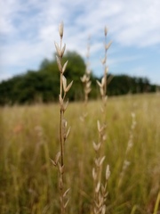 Bromus commutatus